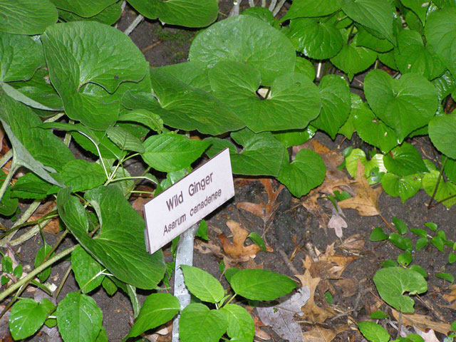 wild ginger